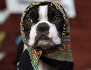 En hund är utklädd till påskkärring. Foto.
