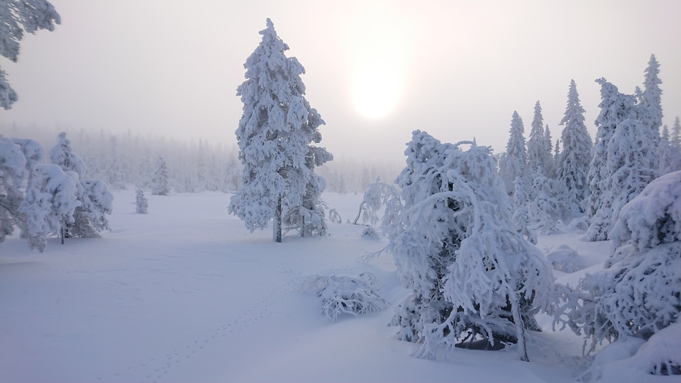 Ett vintrig vy på Koppången med snötyngda träd. Solen lyser genom dimman.