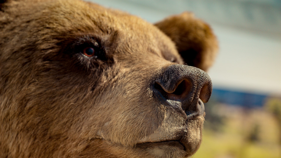Närbild på uppstoppad björn på museum. Foto.
